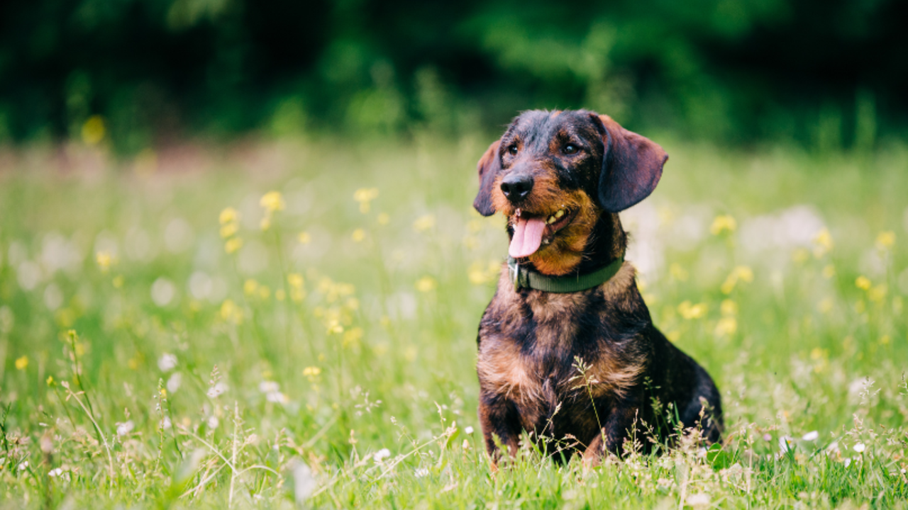 Holidays with dogs | Wildschönau Tourism